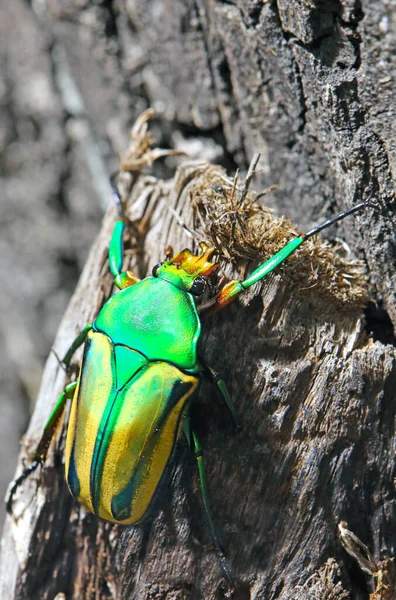 植物甲虫 — 图库照片