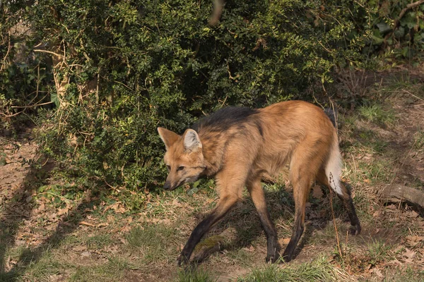 Mane Wolf Visit — Stock Photo, Image