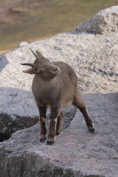 Alpenstenenbok Buitenruimte — Stockfoto