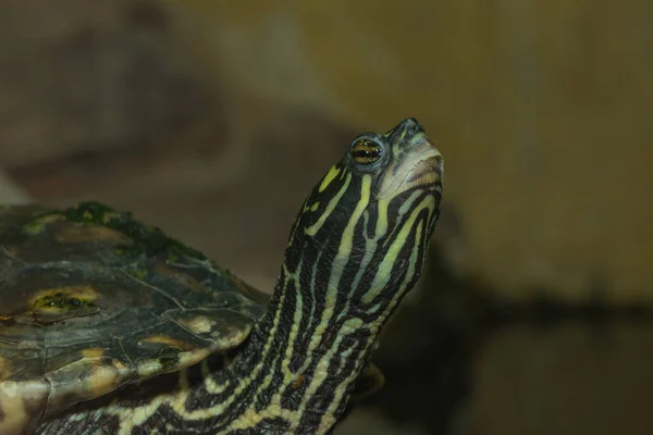 Zbliżenie Żółwia — Zdjęcie stockowe