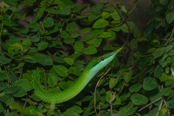 Vietnamesiska Långnäsa Spridare Krypa Genom Undervegetation — Stockfoto