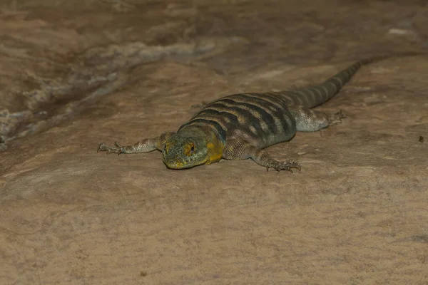 Iguana Silvestre Reptil —  Fotos de Stock