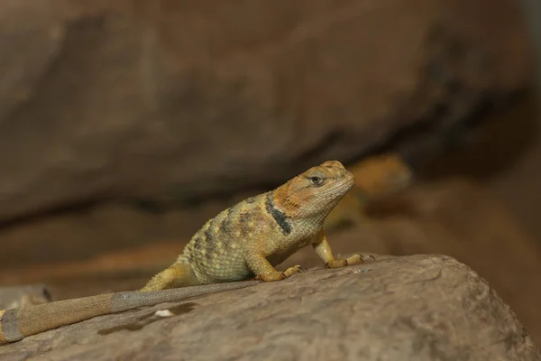 Iguana Silvestre Reptil —  Fotos de Stock