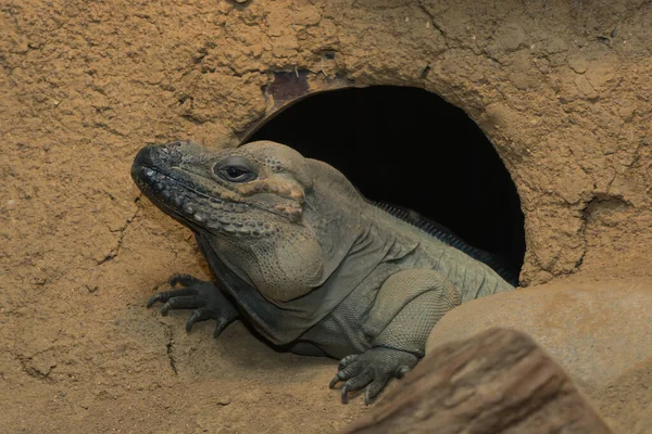 Iguana Selvatica Animale Rettiliano — Foto Stock