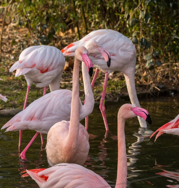 Flamingo Het Park — Stockfoto