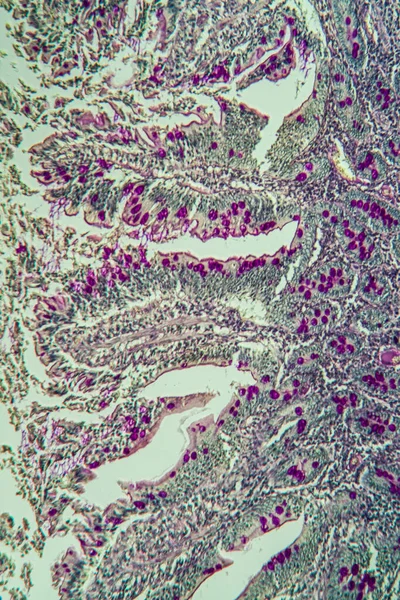 Macrodisparo Células Microscópicas Fondo Superficie —  Fotos de Stock