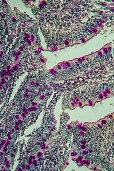 Struktura Makrokomórek Mikrobiologia — Zdjęcie stockowe