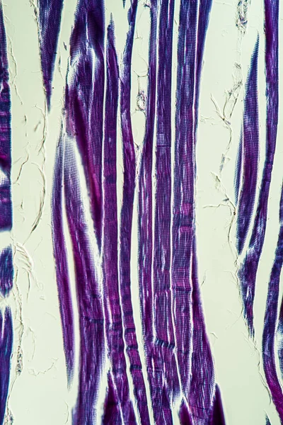 マクロ細胞構造微生物学 — ストック写真