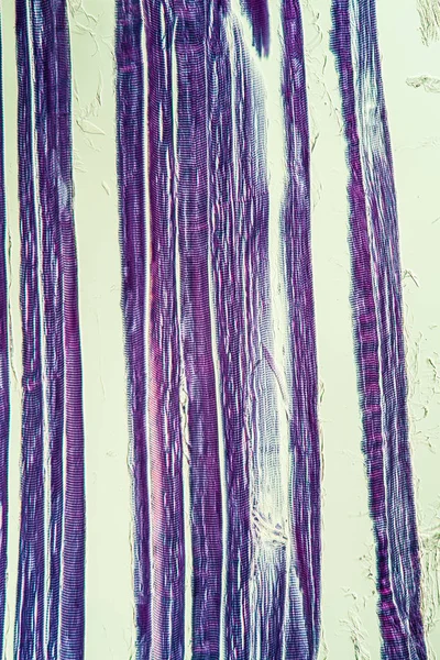 Makrocellstruktur Mikrobiologi — Stockfoto