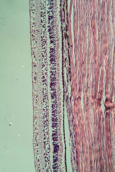 Secção Transversal Através Retina 100X — Fotografia de Stock