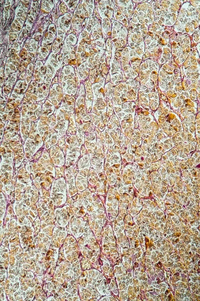현미경 아래있는 뇌하수체 200X — 스톡 사진