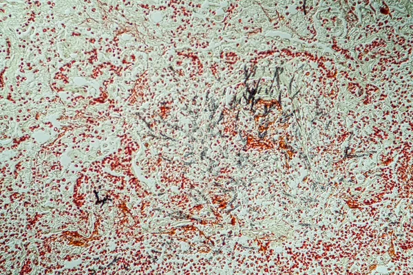 マクロ細胞構造微生物学 — ストック写真