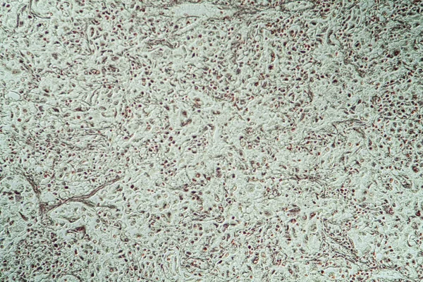 Мікробіологія Поверхня Мікроскопічних Клітин — стокове фото