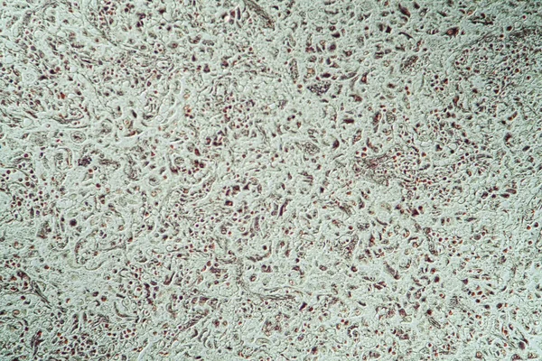 Mikrobiologia Powierzchnia Komórek Mikroskopowych — Zdjęcie stockowe