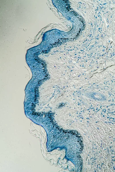 Mikroskop Altında Deri 200X — Stok fotoğraf