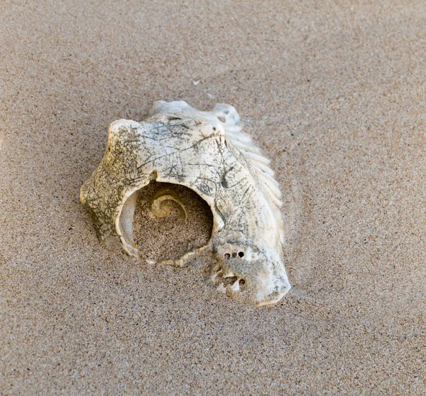 Muschel Einem Karibischen Strand Alt Spiralmuster Lobatus Gigas — Stockfoto