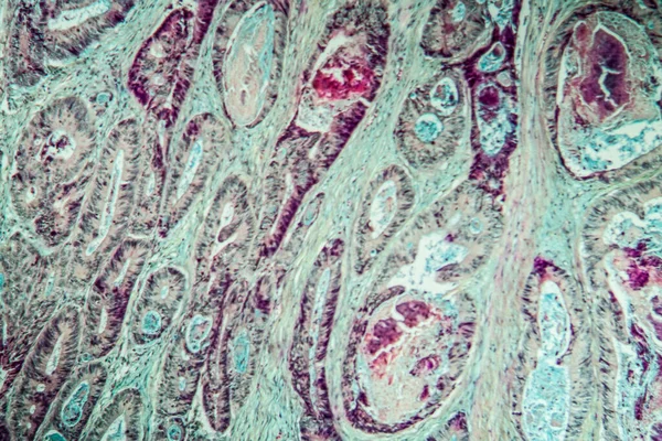 Mikroskopická Textura Buněk Abstraktní Pozadí — Stock fotografie