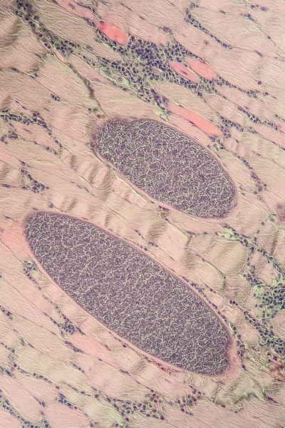 マクロ細胞構造微生物学 — ストック写真