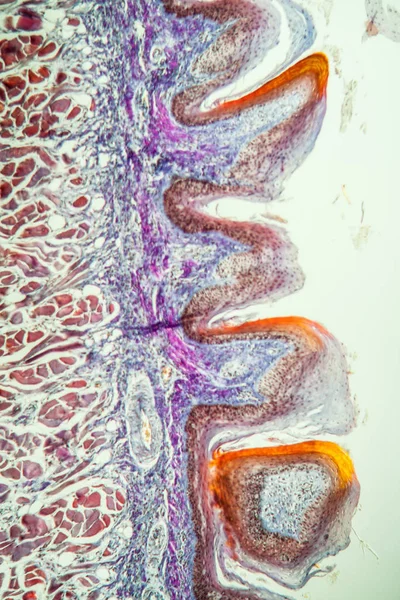 Lengua Del Gato Bajo Microscopio — Foto de Stock