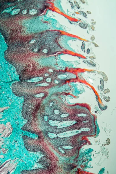 显微镜下的猴舌 — 图库照片