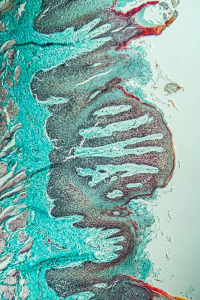 显微镜下的猴舌 — 图库照片