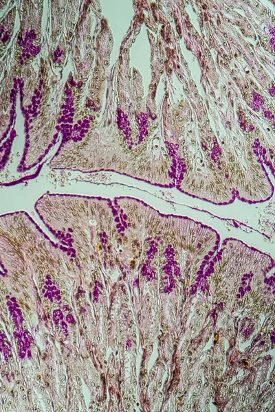 顕微鏡の下の腸のカエル — ストック写真