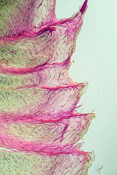 Kedinin Dili Mikroskop Altında — Stok fotoğraf