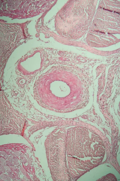 Cola Rata Bajo Microscopio — Foto de Stock