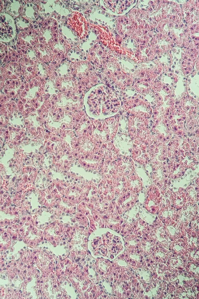 Corteza Renal Microscopio 200X —  Fotos de Stock