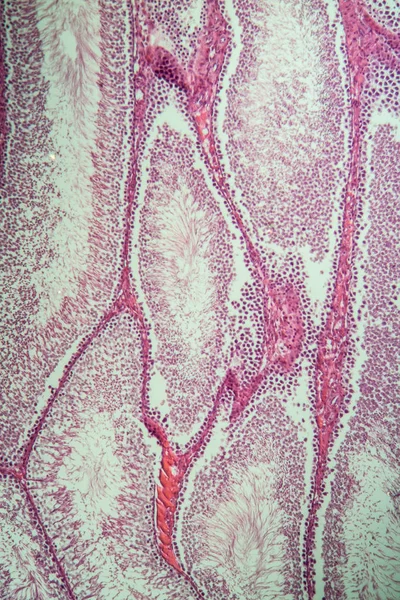 Testículos Rato Microscópio — Fotografia de Stock