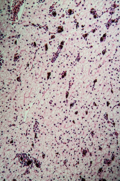 微生物学顕微鏡細胞表面 — ストック写真