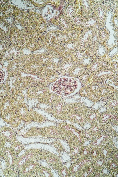 Rat Kidney Microscope — Stock Photo, Image