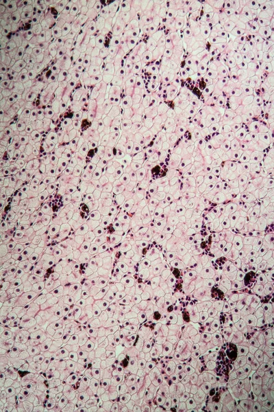 Mikrobiologie Mikroskopische Zelloberfläche — Stockfoto