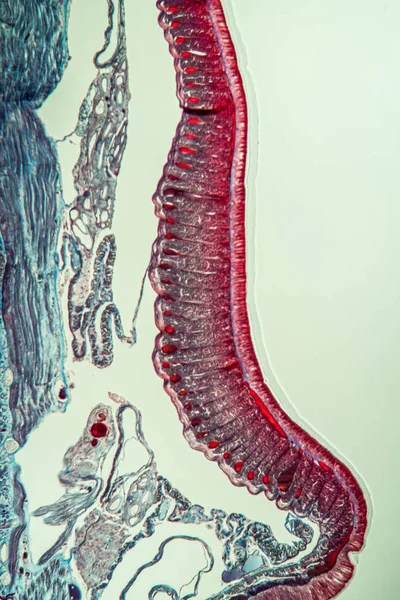 Earthworm Cross Section — Stock Photo, Image