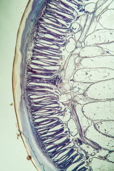 显微镜下的马线虫 — 图库照片
