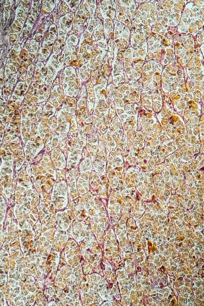Glândula Pituitária Sob Microscópio — Fotografia de Stock