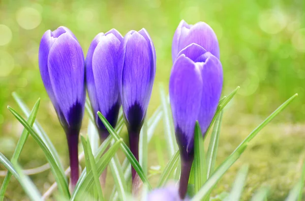 Płatki Kwiatów Krokusa Wiosenne Kwiaty — Zdjęcie stockowe