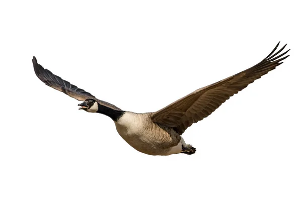 Flying Screaming Canada Goose Isolated White — Stock Photo, Image
