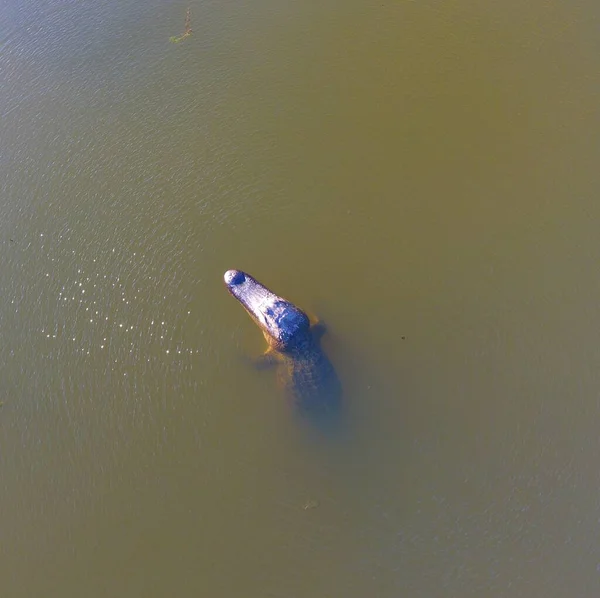 Volwassen Amerikaanse Alligator Mobile Bay Alabama — Stockfoto