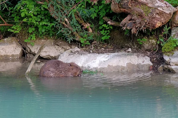 Beavers Eating Wild — стоковое фото