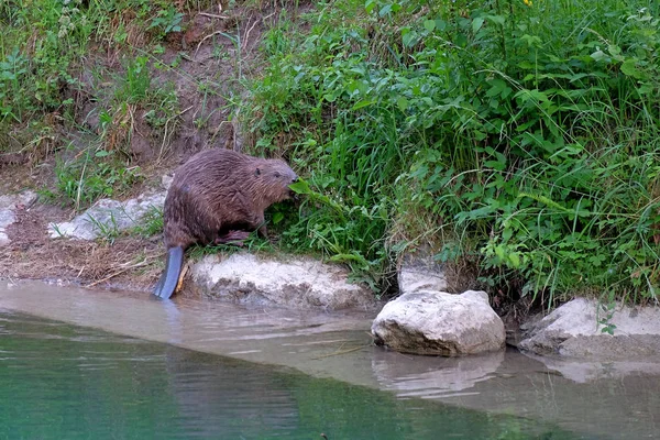 Beavers Eating Wild — стоковое фото