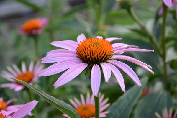 Schöne Botanische Aufnahme Natürliche Tapete — Stockfoto