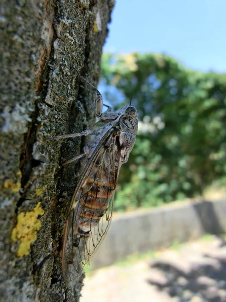 Ağaç Gövdesinde Güneşli Arka Planda Ağustos Böceği — Stok fotoğraf
