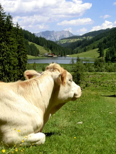 Kráva Před Styrijským Bodensee — Stock fotografie
