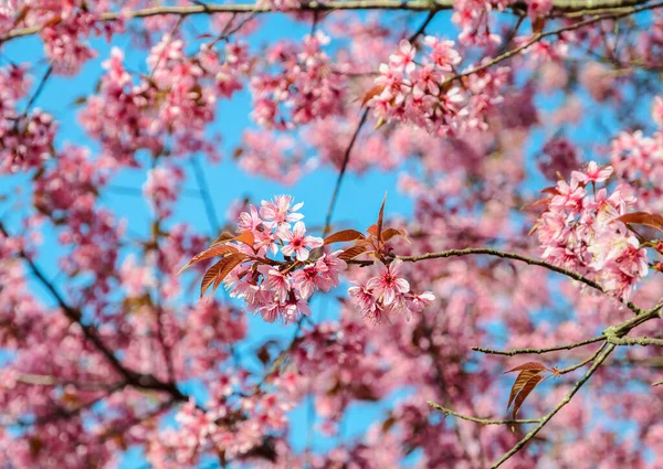 Flor Cerezo Del Himalaya Salvaje Rosado Primavera Flor Completa Sakura — Foto de Stock