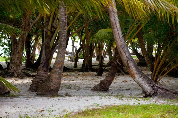 Flora Tropical Naturaleza Isla Paraíso Vacacional — Foto de Stock