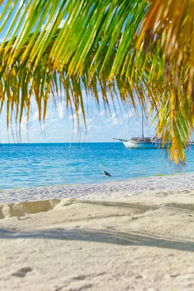 Tropische Flora Und Natur Der Insel Urlaubsparadies — Stockfoto