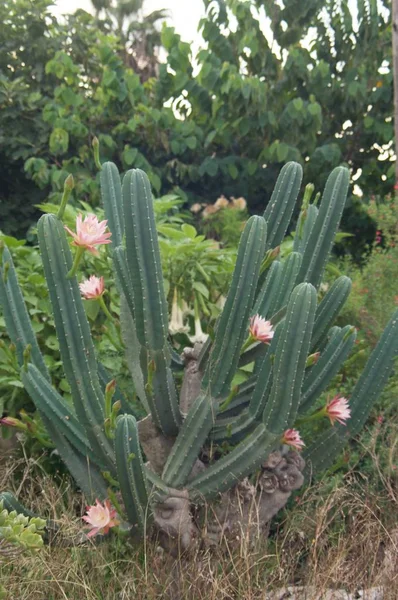 Kaktus Blomningsfas Omgiven Växtlighet — Stockfoto