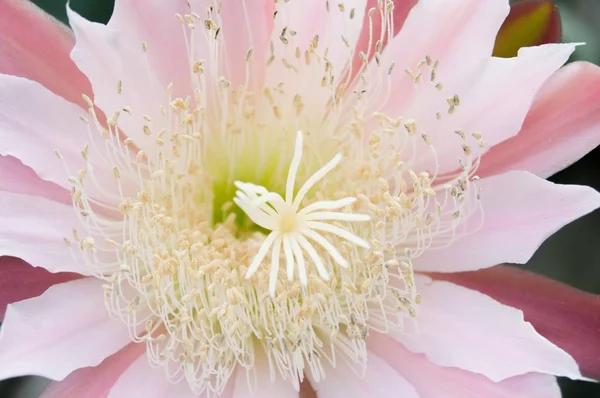 First Flat Detail Flower Cactus — Stock Photo, Image