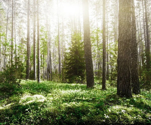 Wald Wildpflanzen Und Bäume Umweltpanorama — Stockfoto